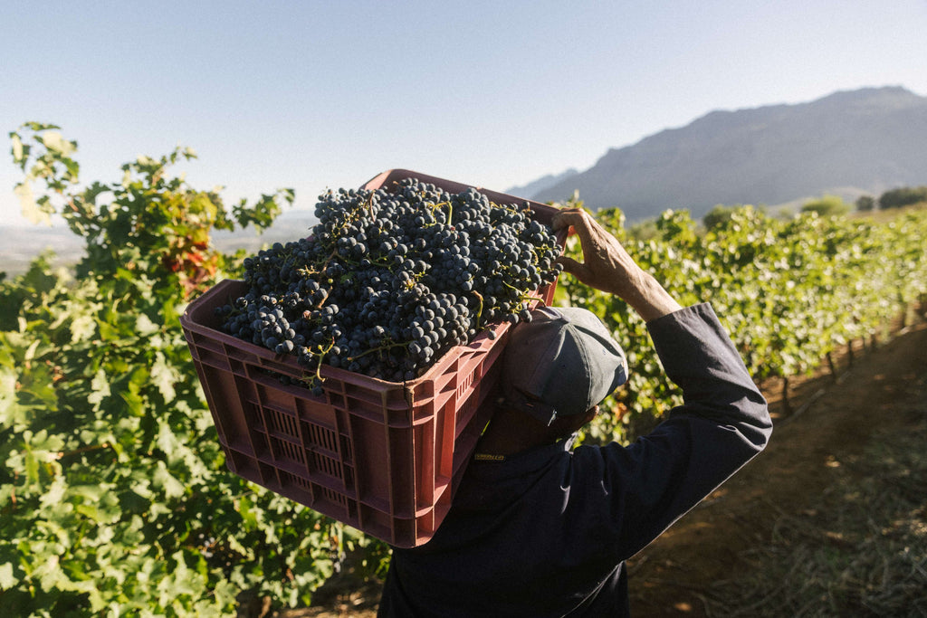 Alto Harvest Report 2025