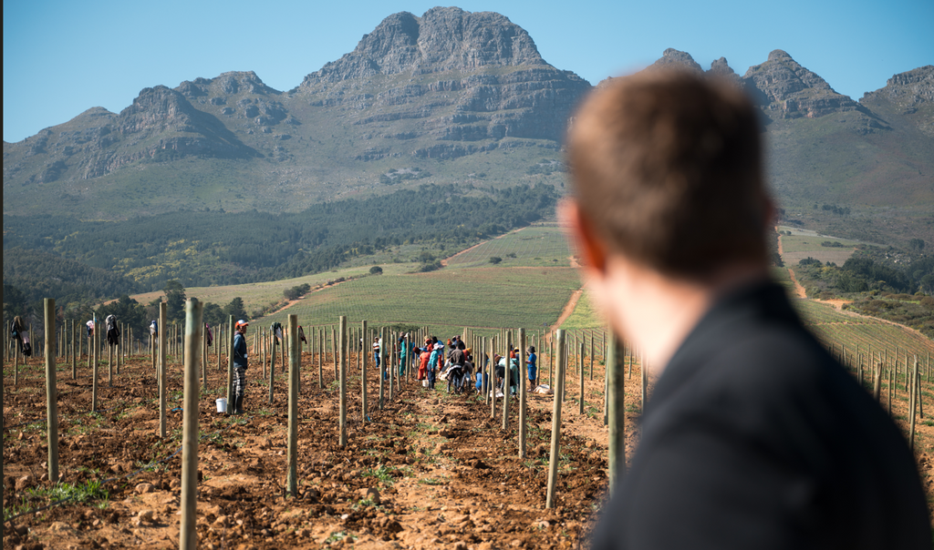 WINTER IN THE VINEYARDS