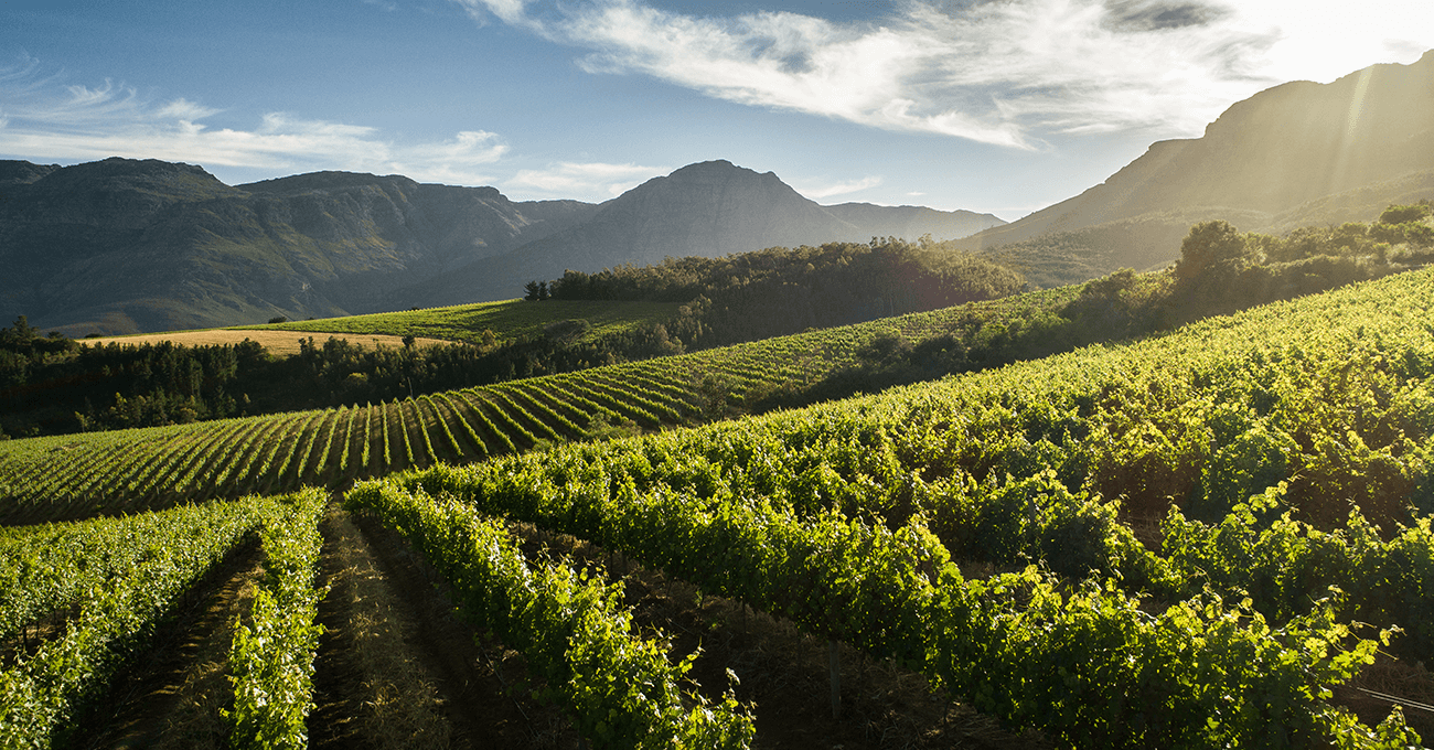 Alto Wine Estate — estate photo 3